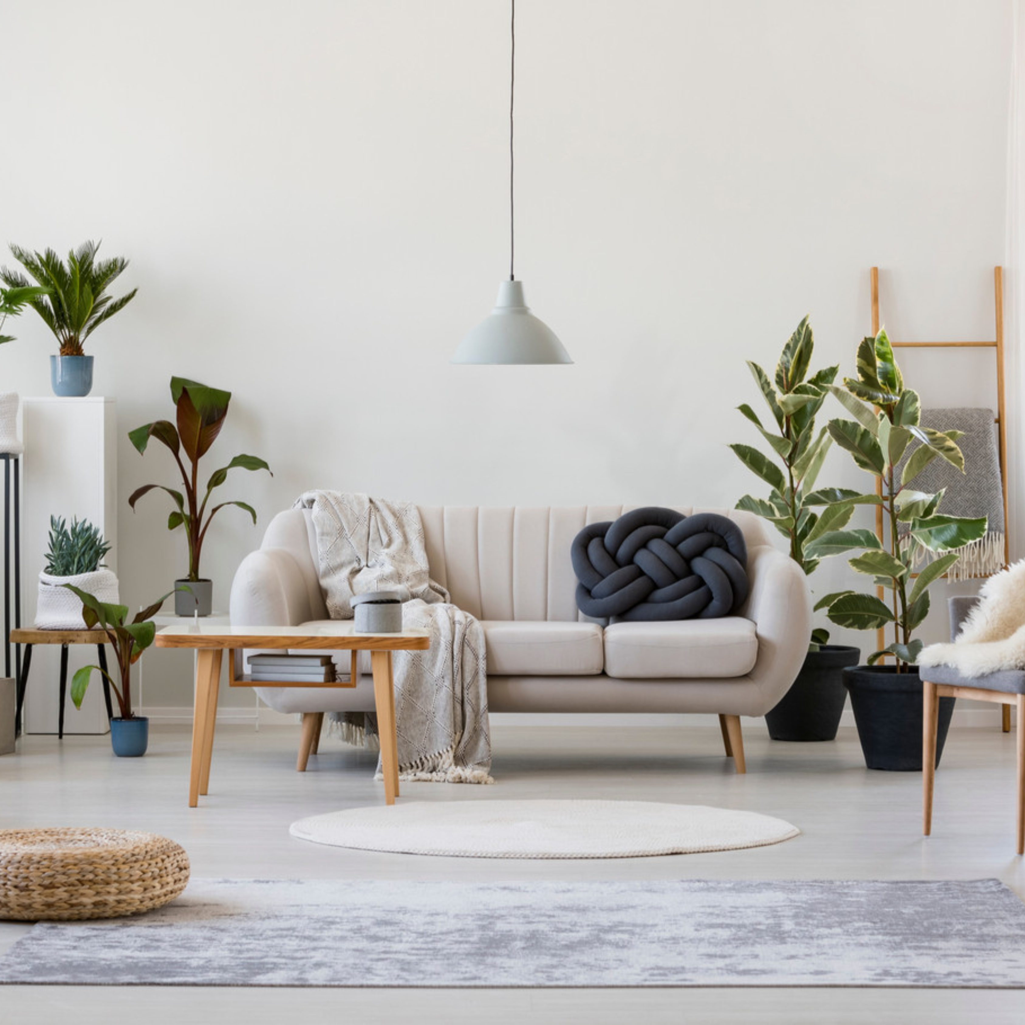 collection_image